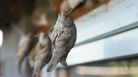 Dry fish hung on a string. Dry fish close up. Fish from fresh water. Stock Footage 197333097