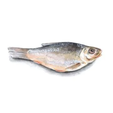 Dry fish isolated on white background Illustrazione stock