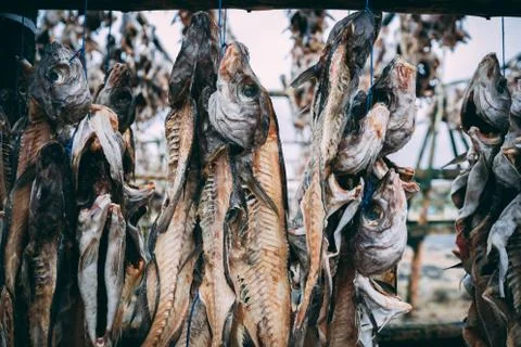 Dry fish left overs bones hanging outside on the wooden construction in Iceland Stock Photos