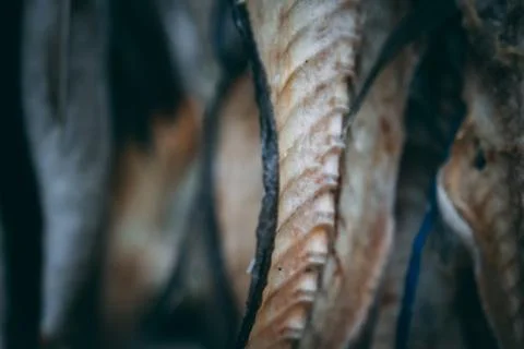 Dry fish left overs bones hanging outside on the wooden construction in Iceland Stock Photos