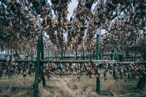 Dry fish left overs bones hanging outside on the wooden construction in Iceland Stock Photos