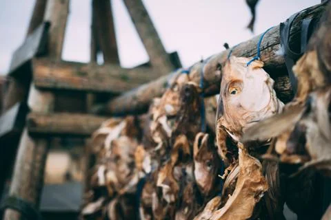 Dry fish left overs bones hanging outside on the wooden construction in Iceland Stock Photos