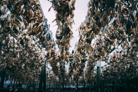Dry fish left overs bones hanging outside on the wooden construction in Iceland Stock Photos