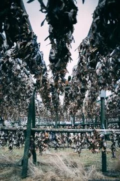 Dry fish left overs bones hanging outside on the wooden construction in Iceland Stock Photos