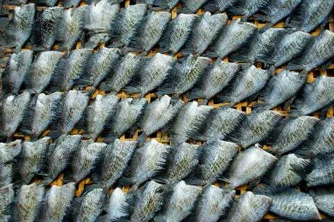 Dry fish Stock Photos