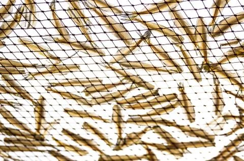 Dry fish Stock Photos