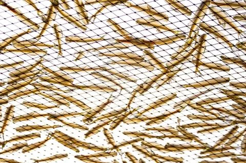 Dry fish Stock Photos