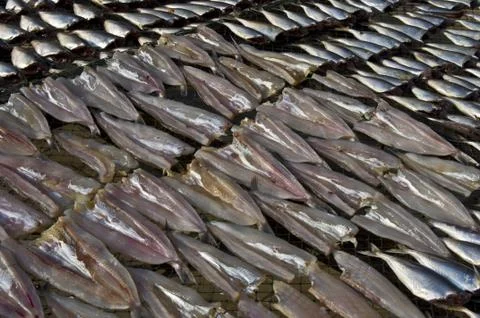 Dry fish Stock Photos