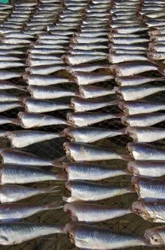 Dry fish Stock Photos