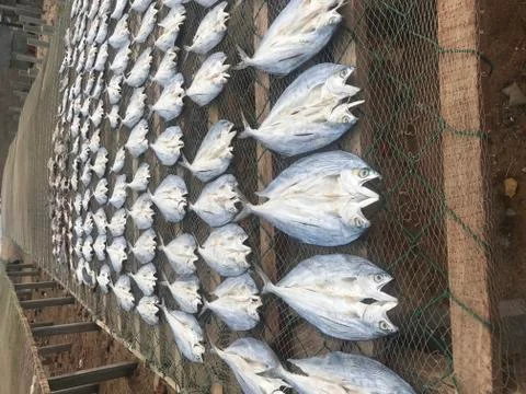 Dry Fish Stock Photos
