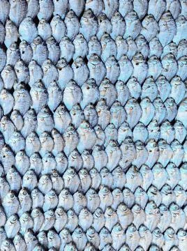 Dry Fish Stock Photos