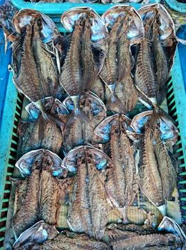 Dry Fish Stock Photos