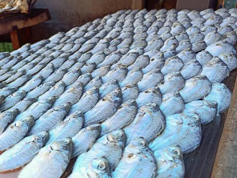 Dry Fish Stock Photos