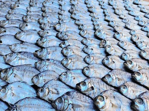 Dry Fish Foto stock