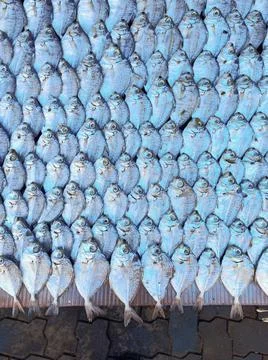 Dry Fish Stock Photos