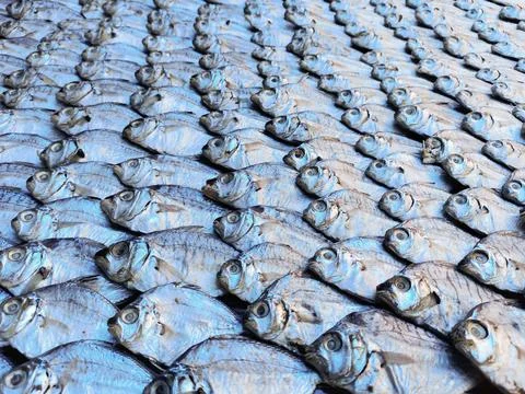 Dry Fish Stock Photos