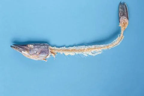 Dry fish skeleton on blue background. Dried and salted sea pike Foto stock
