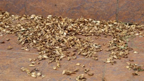 Dry fish waste scattered on the floor after cleaning the fish. Stock Footage 250171279