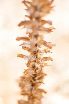 Dry flower on blurred background Stock Photos