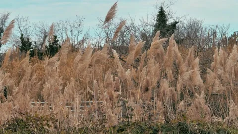 A dry flower of grass blows in the wind, a flower of dry grass sways in the wind Stock Footage 235389940