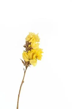 Dry flower isolated Stock Photos