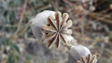 Dry flower Stock Photos
