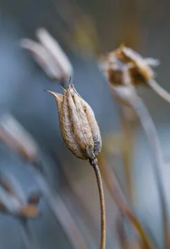 Dry Flower Stock Photos