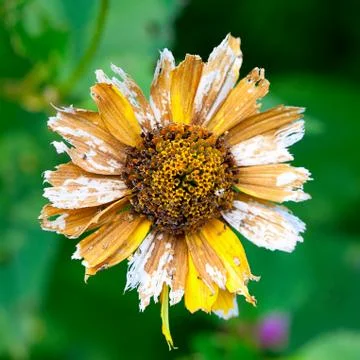 Dry flower Stock Photos