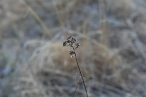 Dry flower Foto stock