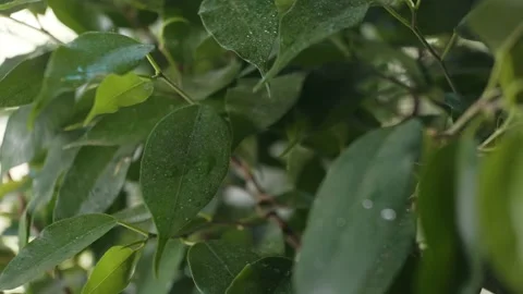 Dry flower is poured with small drops of water Stock Footage 166222058