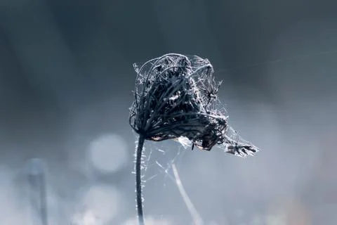 Dry flower in spider web. Cold colors background. Foto stock