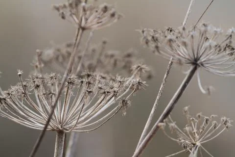 Dry flower on spring Stock Photos