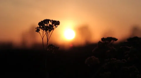 Dry flower at sunset Stock Footage 37228154