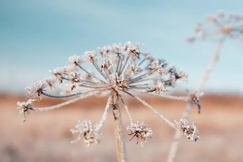Dry flower in winter Foto stock