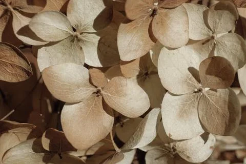 Dry flowers background. Ivory hydrangea petals close-up. Stylish Floral poster Stock Photos