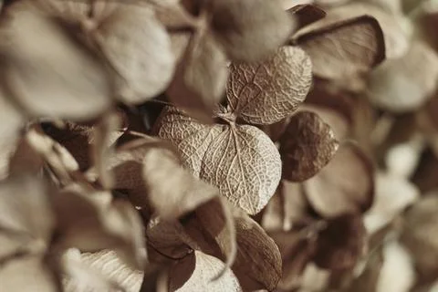 Dry flowers background. Textured hydrangea petals close-up. Stylish Floral Stock Photos