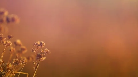 Dry Flowers Blowing in a Open Field 動画素材 71287571