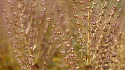 Dry flowers close up. 4K resolution. Shallow depth of field. Stock Footage 113773300