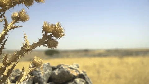 Dry Flowers in Desert Video stock 97797850
