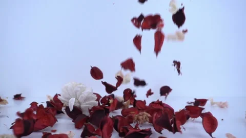 Dry flowers falling in slow motion. Stock Footage 95702483