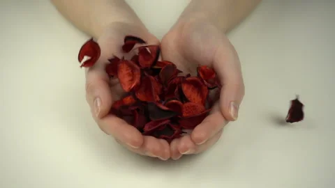 Dry flowers falling in slow motion on the hands. Stock Footage 103603189