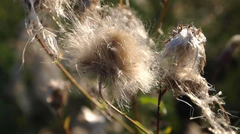 Dry flowers Video stock 29353841