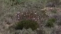 Dry flowers growing at the coastline of Portugal southern tourism spot Sagres 4k 4k or 4k+ Resolution