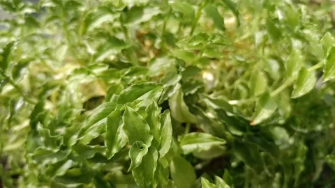 Dry the flowers in the open Stock Footage 149812121