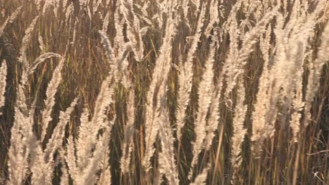 Dry flowers of pampas grass close-up outdoors. Plants sway slowly with Stock Footage 162685754