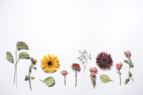 Dry flowers pattern isolated on white background. Stock Photos