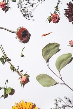 Dry flowers pattern isolated on white background. Stock Photos