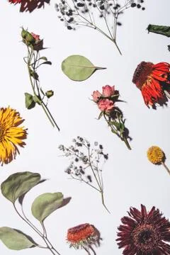 Dry flowers pattern isolated on white background. Stock Photos