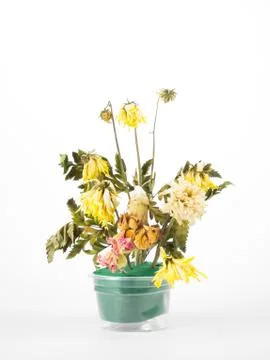 Dry flowers Stock Photos