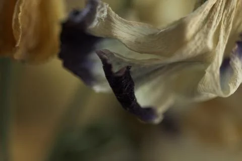 Dry up flowers Stock Photos